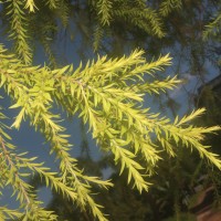 Melaleuca bracteata F.Muell.